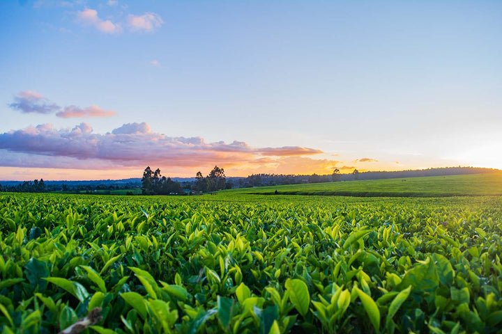 Tobacco field with sun rays